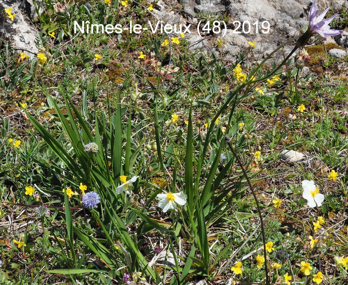 Vipersgrass, Purple leaf